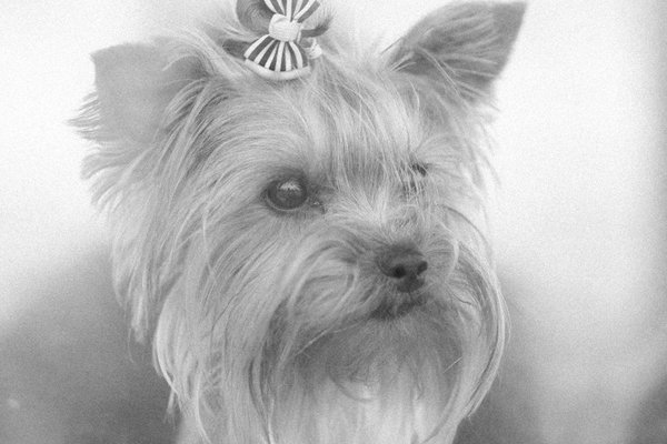 Prendre soin de la santé et du bien-être des animaux