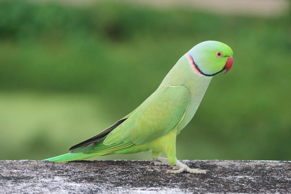 Comprendre les causes des éternuements chez le chat : guide complet